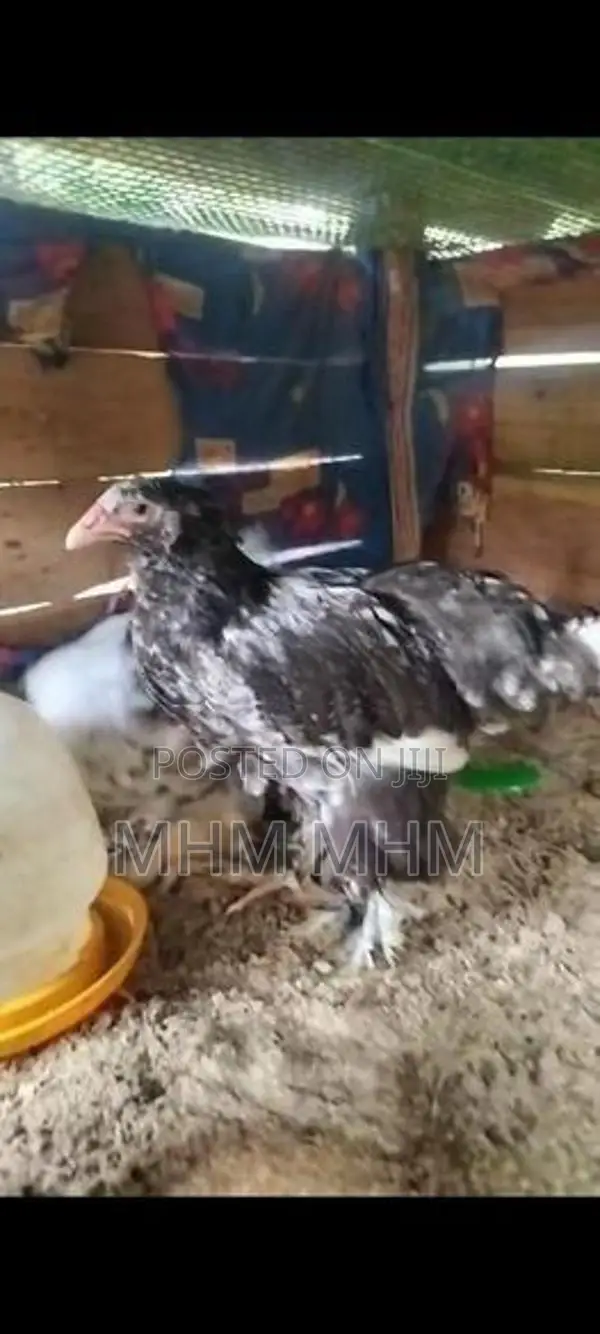 Brahma Chicken