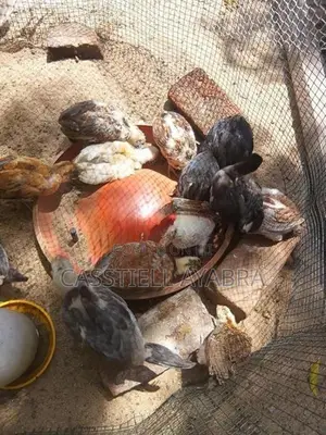 Farm Chickens