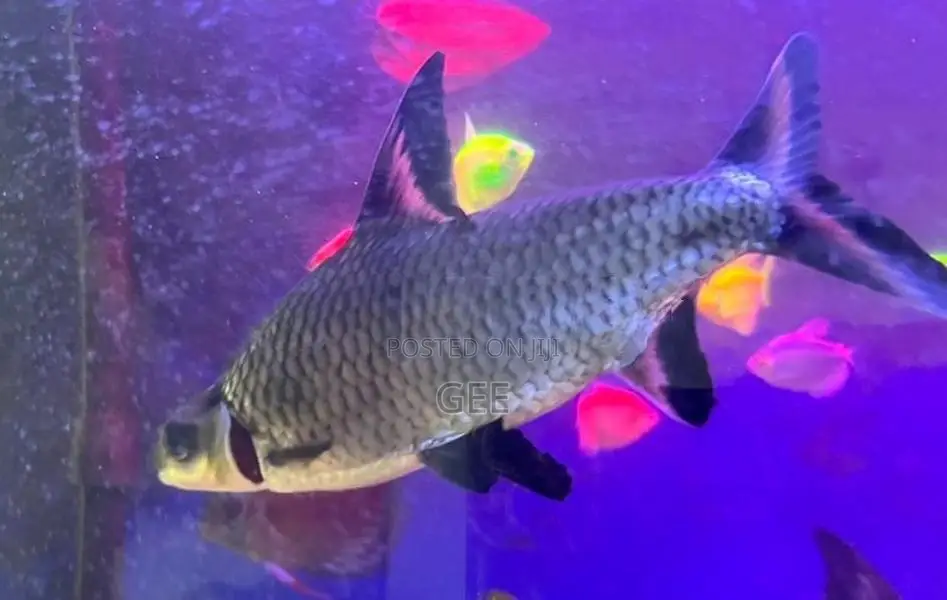 Silver Shark 8 Inches