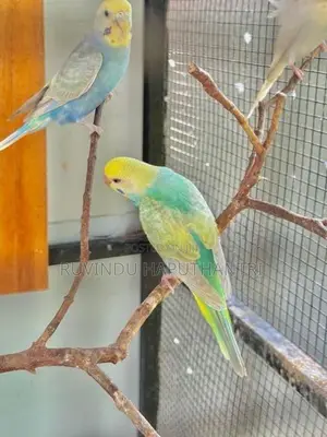 Rainbow Love Birds