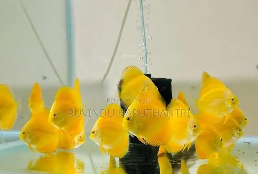 Discus Fish