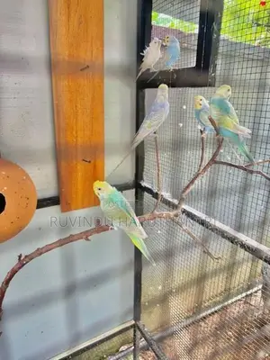 Rainbow Love Birds