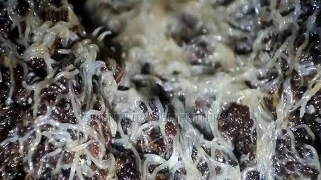 Grindel Worms