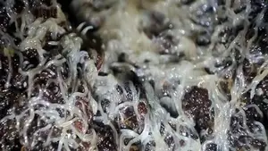 Grindel Worms
