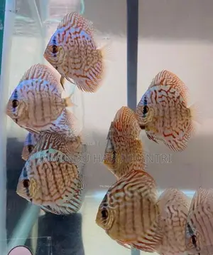 Discus Fish