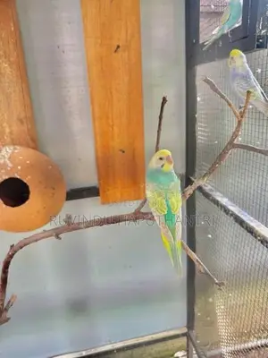 Rainbow Love Birds