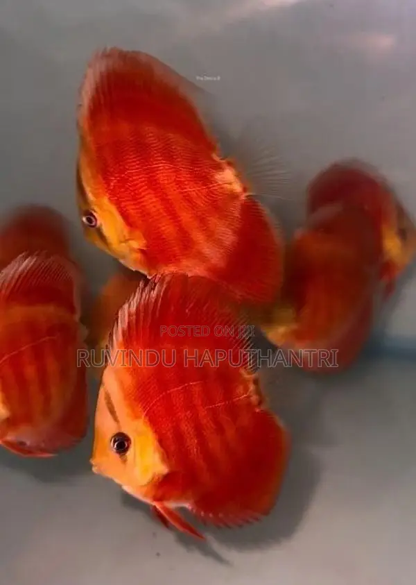 Discus Fish