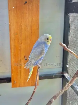 Rainbow Love Birds