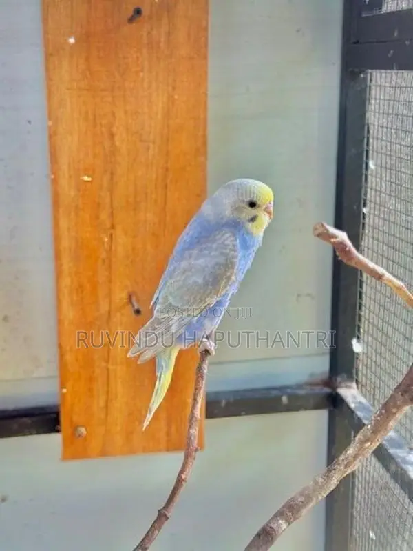 Rainbow Love Birds