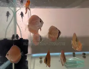 Discus Fish
