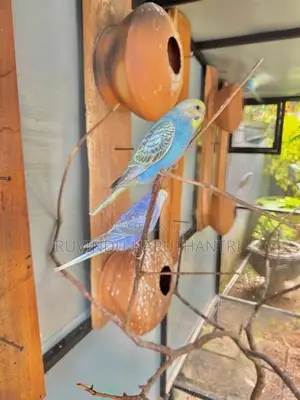 Rainbow Love Birds