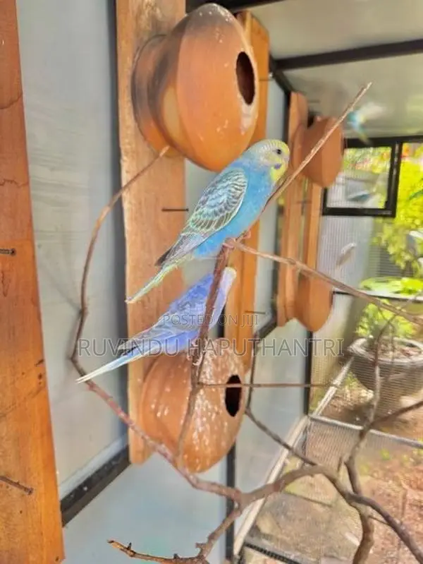 Rainbow Love Birds