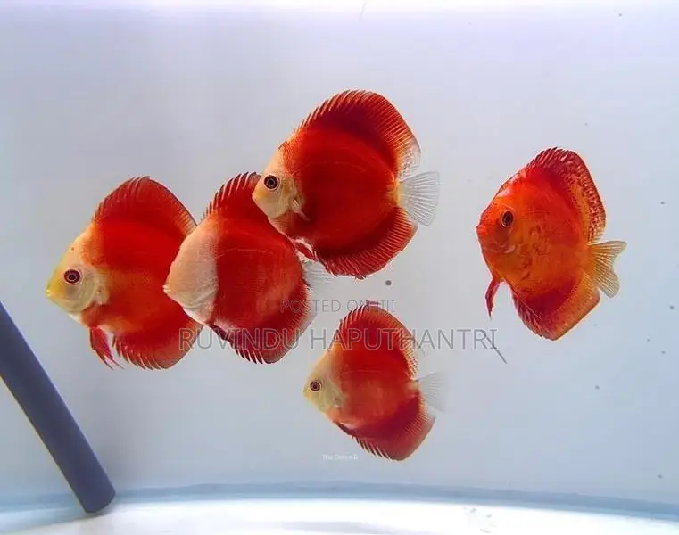 Discus Fish