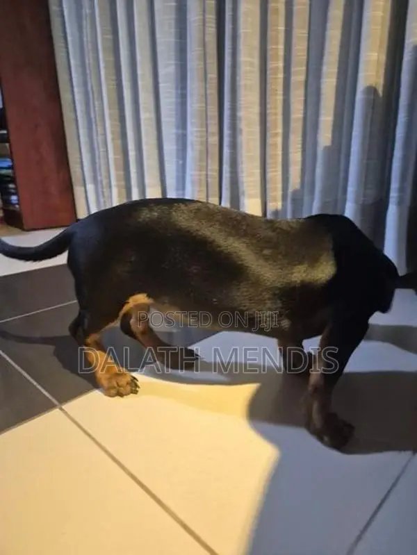 Dachshunds Dog