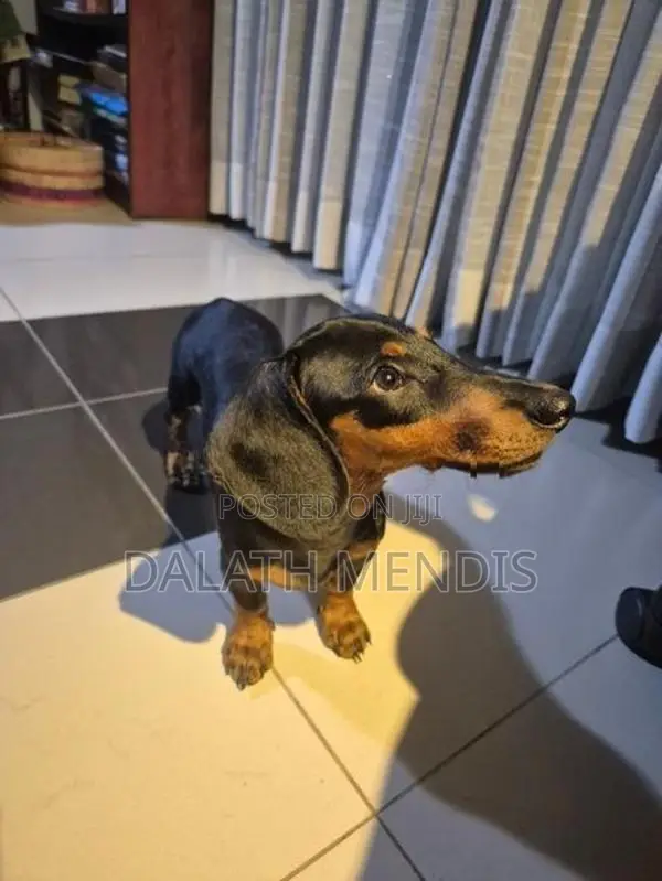 Dachshunds Dog