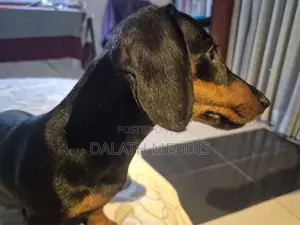 Dachshunds Dog
