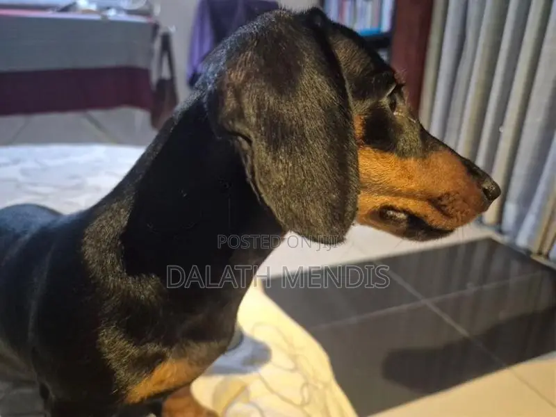 Dachshunds Dog