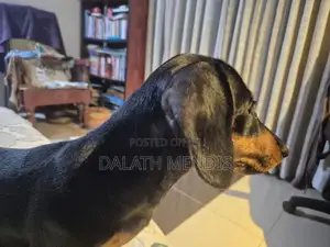 Dachshunds Dog