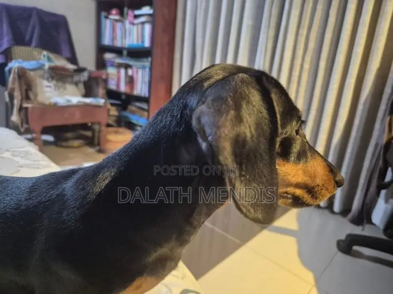 Dachshunds Dog