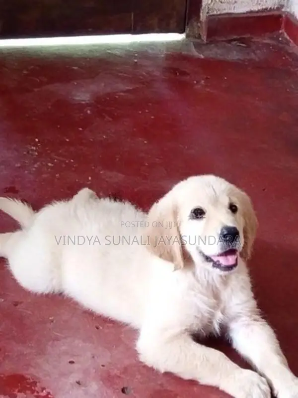 Champion Line Golden Retriever Puppies