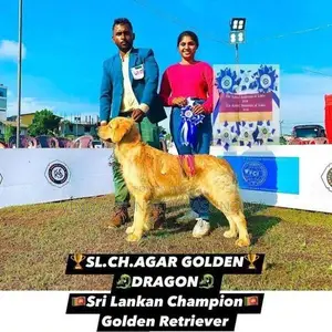 Champion Line Golden Retriever Puppies
