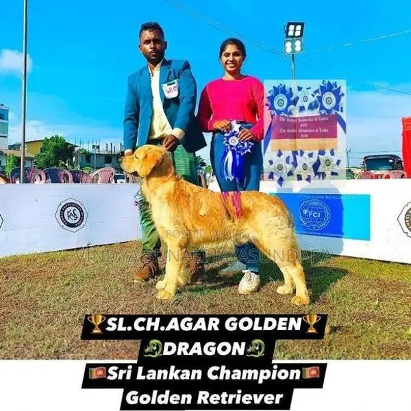 Champion Line Golden Retriever Puppies