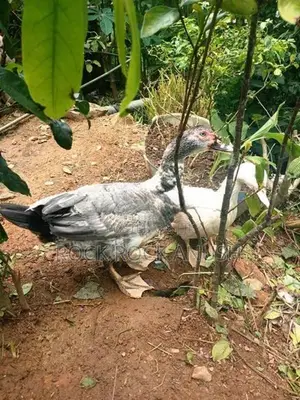 Ducks