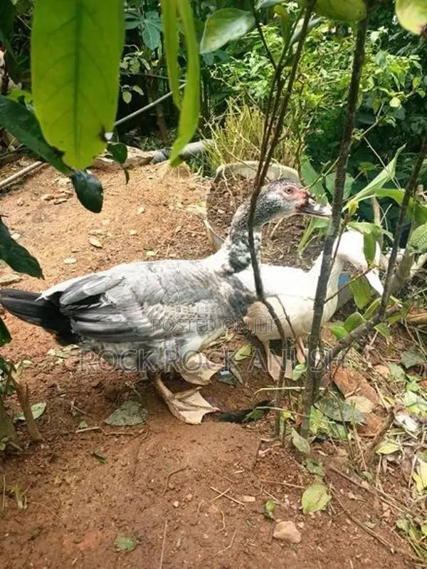 Ducks