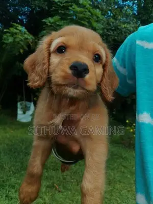 Cocker Spaniel Puppies