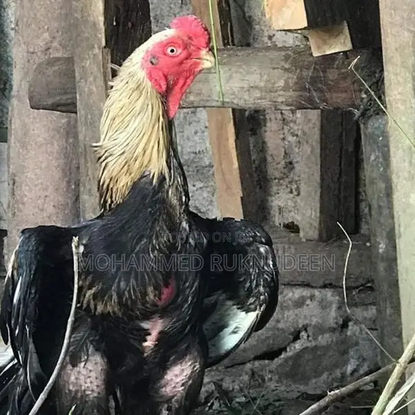 Parrot Beak Rooster