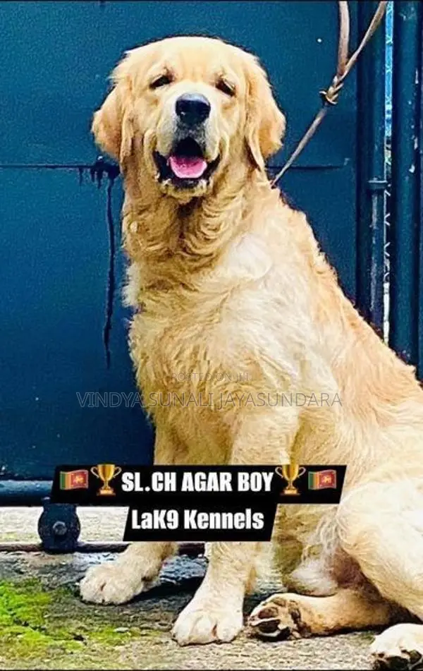 Champion Line Golden Retriever Puppies