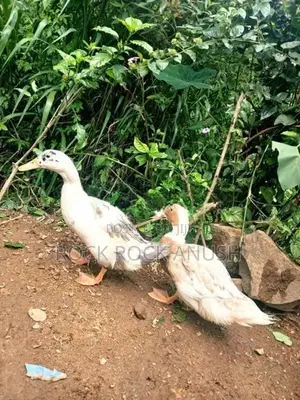 Ducks