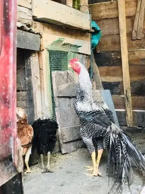 Parrot Beak Rooster