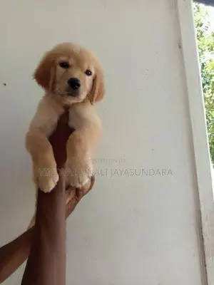 Champion Line Golden Retriever Puppies