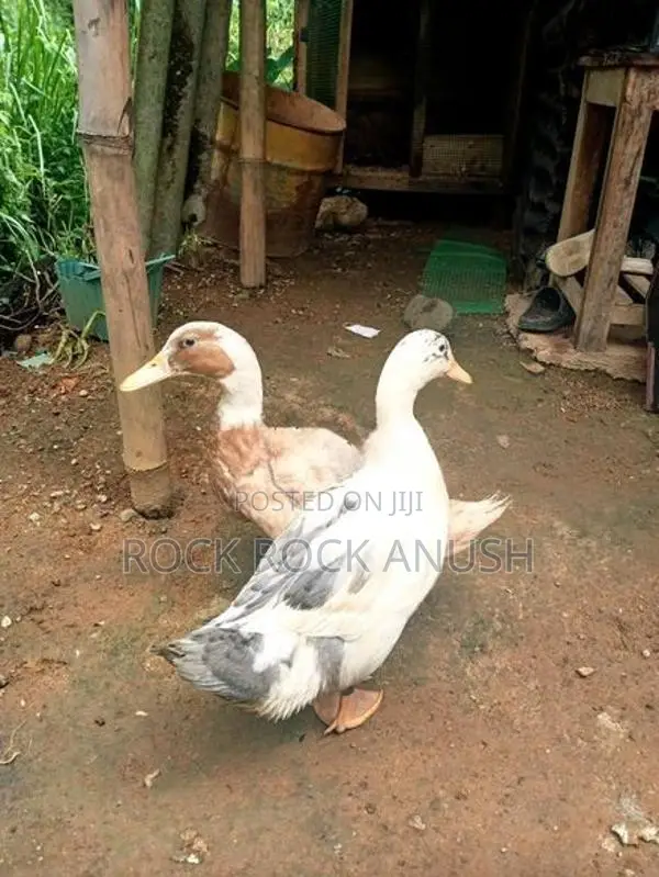 Ducks