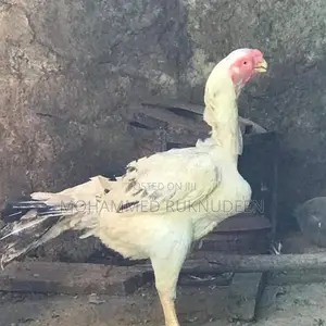 Parrot Beak Rooster