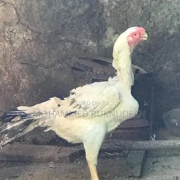 Parrot Beak Rooster