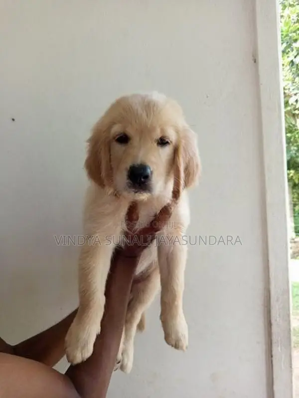 Champion Line Golden Retriever Puppies