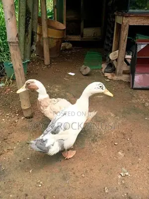 Ducks