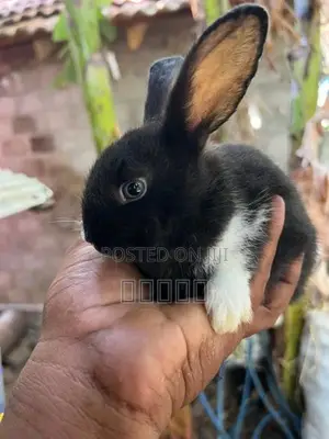 rabbit
