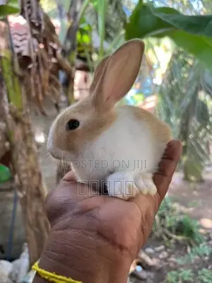 rabbit