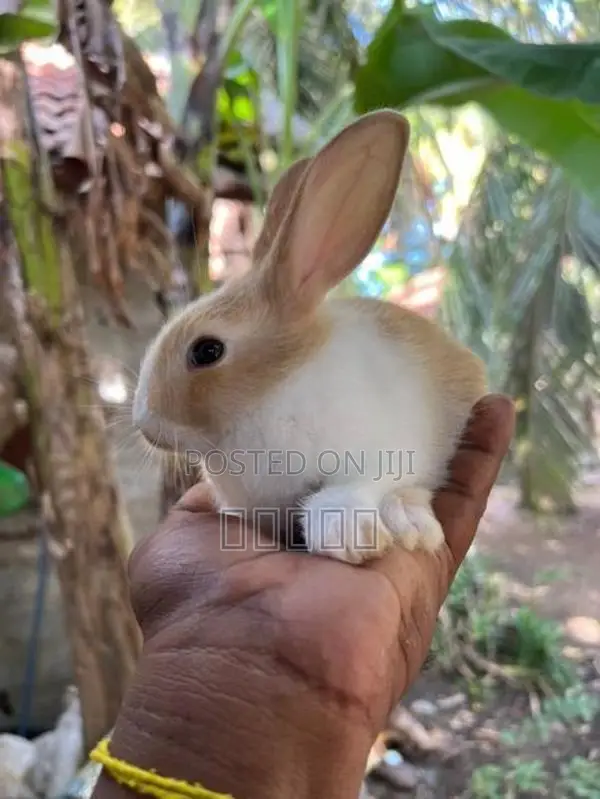 rabbit