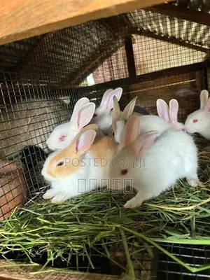 rabbit