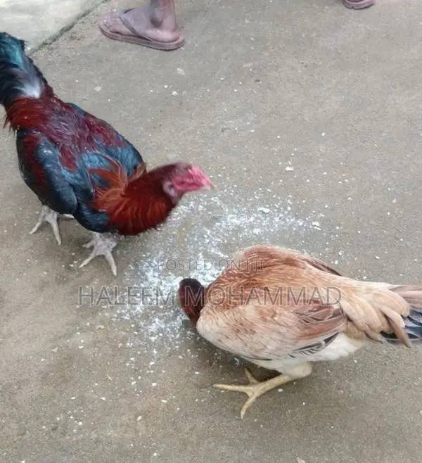 கோழி