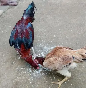 கோழி