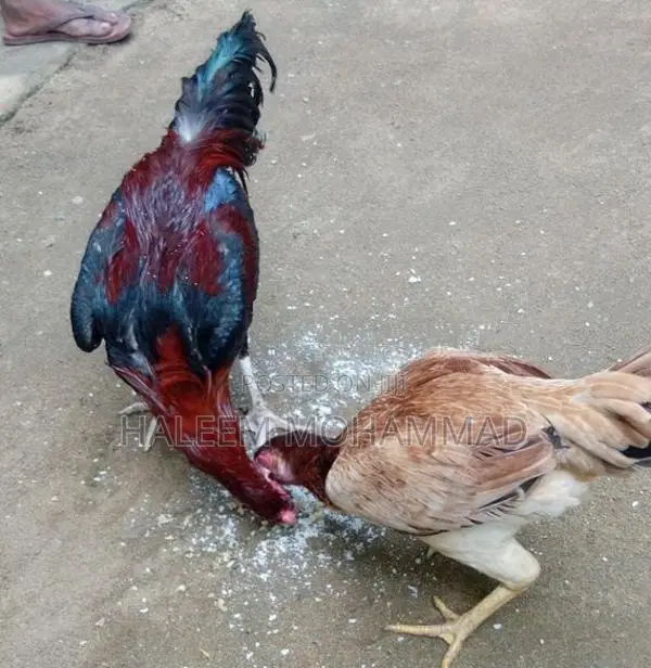 கோழி