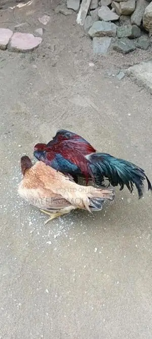கோழி