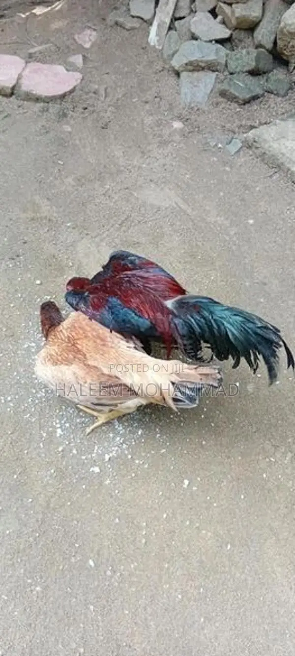 கோழி