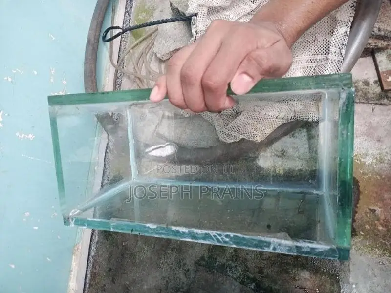 Glass Fish Tanks