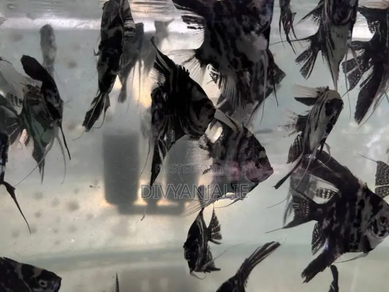 Angel fish